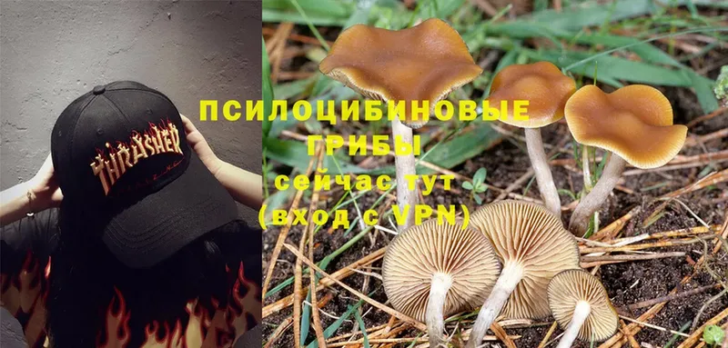 Псилоцибиновые грибы Magic Shrooms  купить наркоту  omg вход  Саранск 